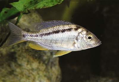 Mylochromis sphaerodon 'Namalenje Island'
